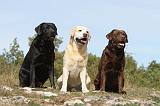 LABRADOR 052